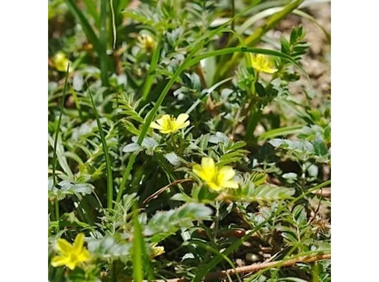 tribulus1