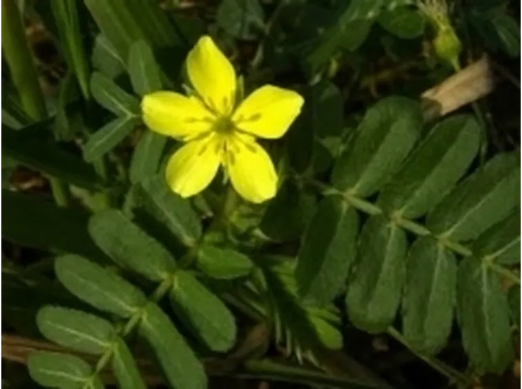 tribulus2
