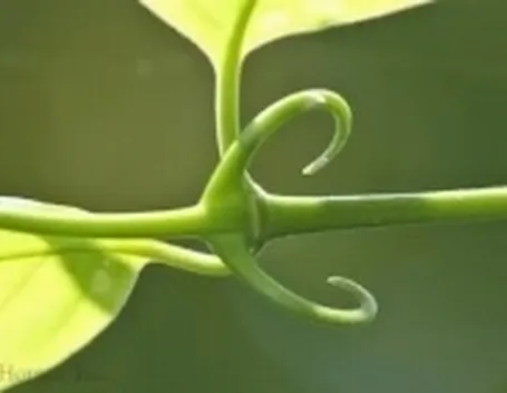 uncaria2