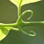 uncaria2