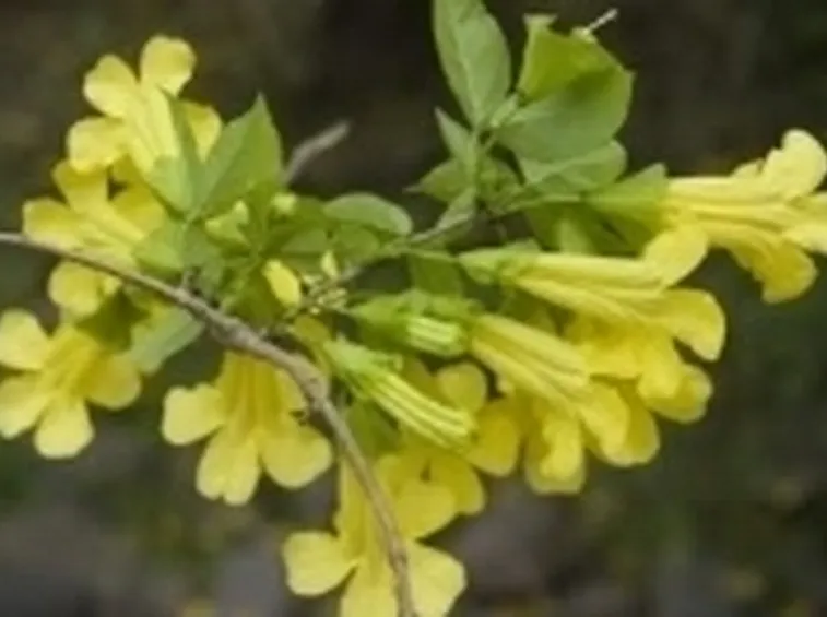 uncaria1