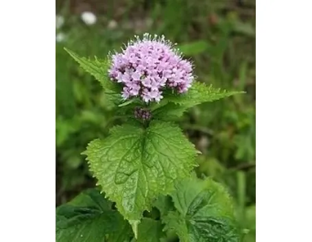 valeriana2