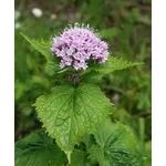 valeriana2