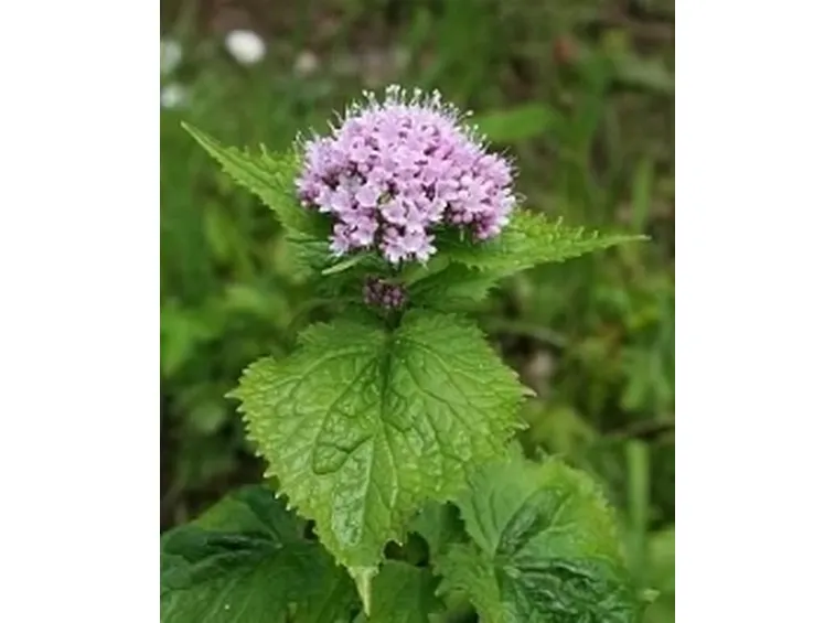 valeriana2
