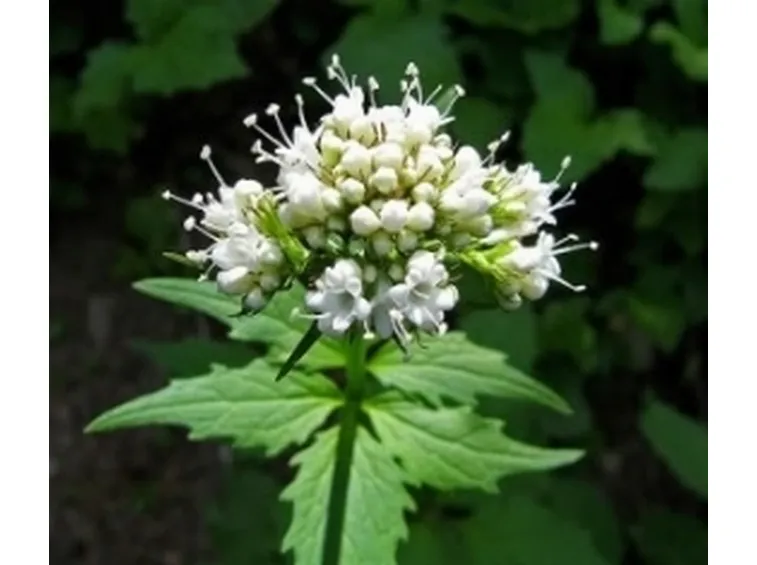 valeriana1