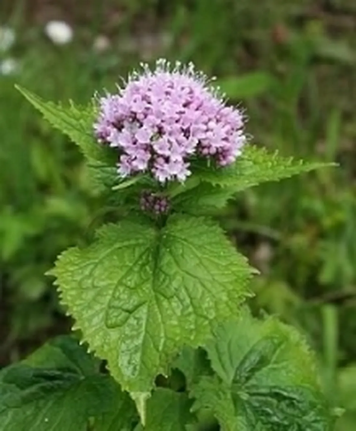 valeriana2