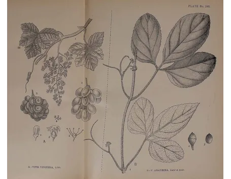 Disegno botanico di vitis vinifera
