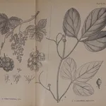 Disegno botanico di vitis vinifera