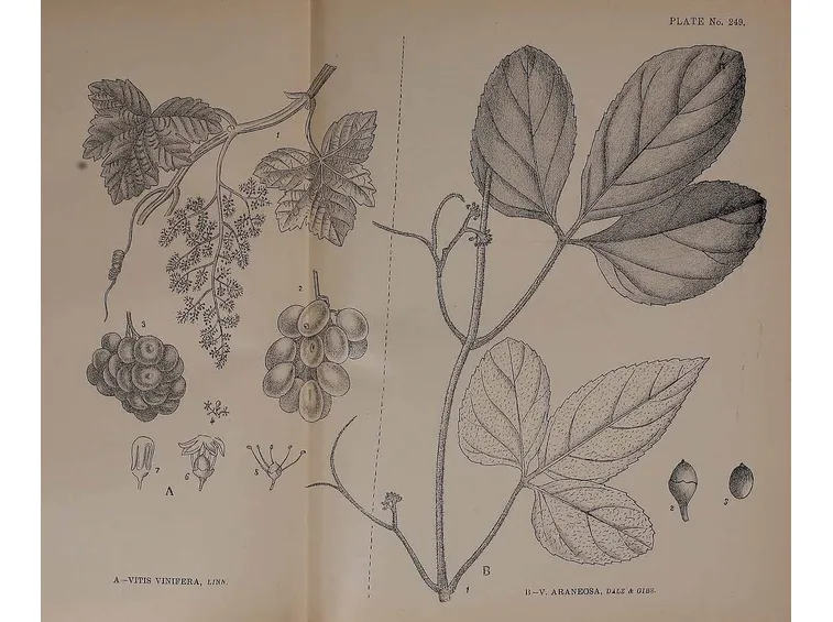 Disegno botanico di vitis vinifera