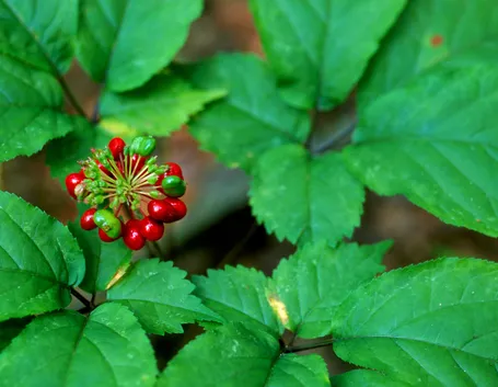 ginseng proprietà