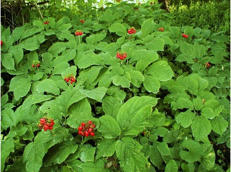 ginseng pianta