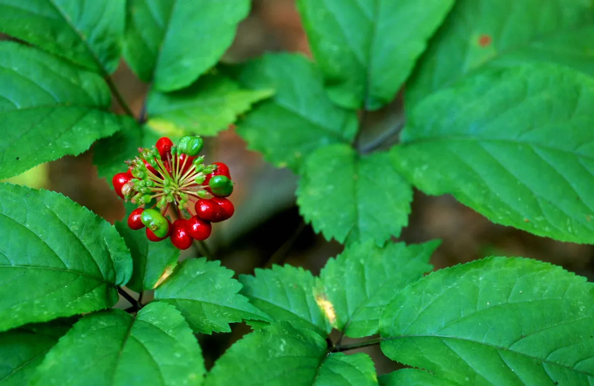 ginseng proprietà
