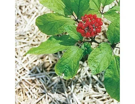 prodotti ginseng