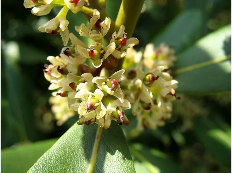 Fiore di alloro