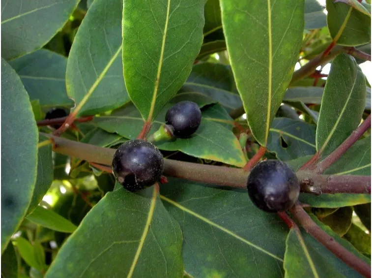 Bacche di alloro