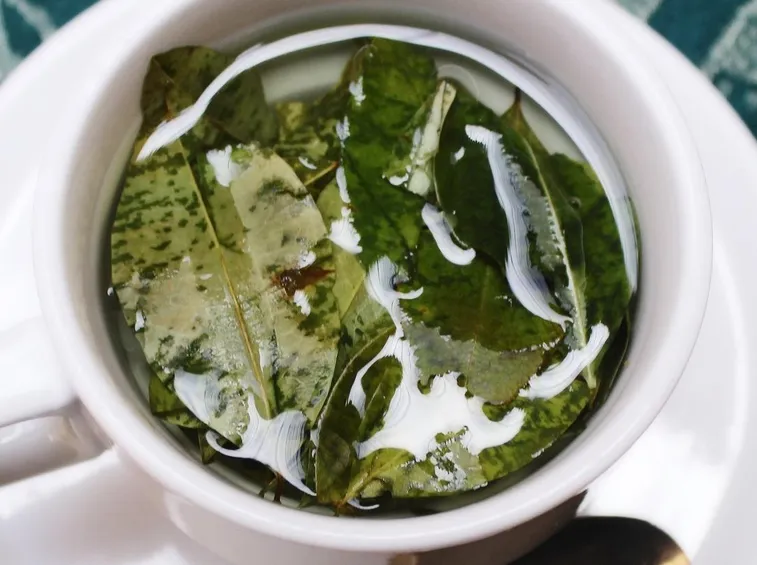 infuso di alloro2