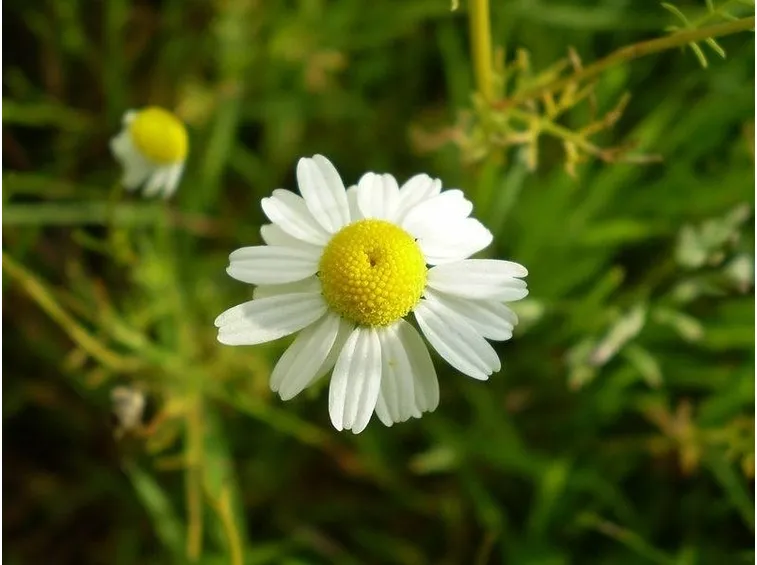 camomilla
