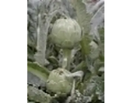 infuso di carciofo
