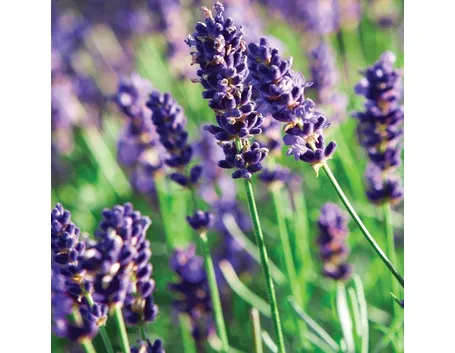 Fiori di lavanda