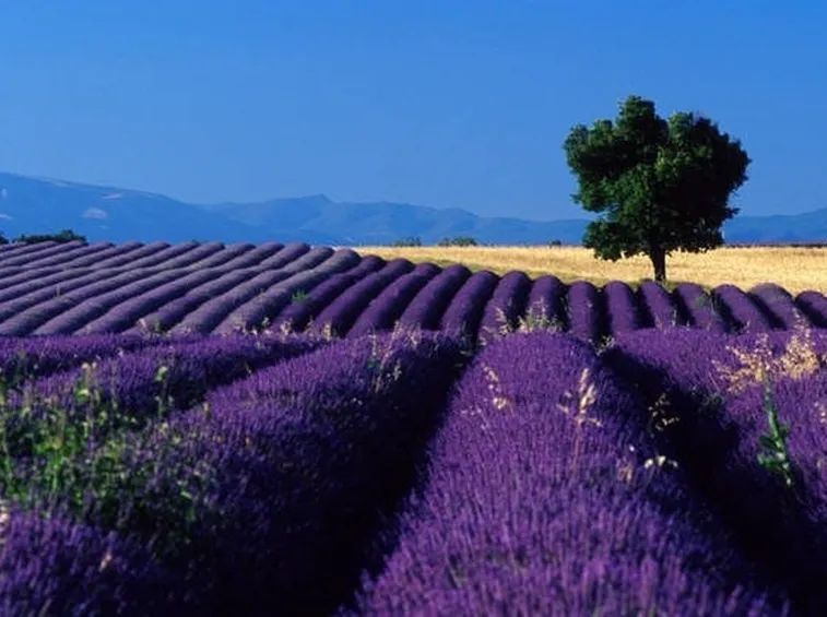 Fiori di lavanda