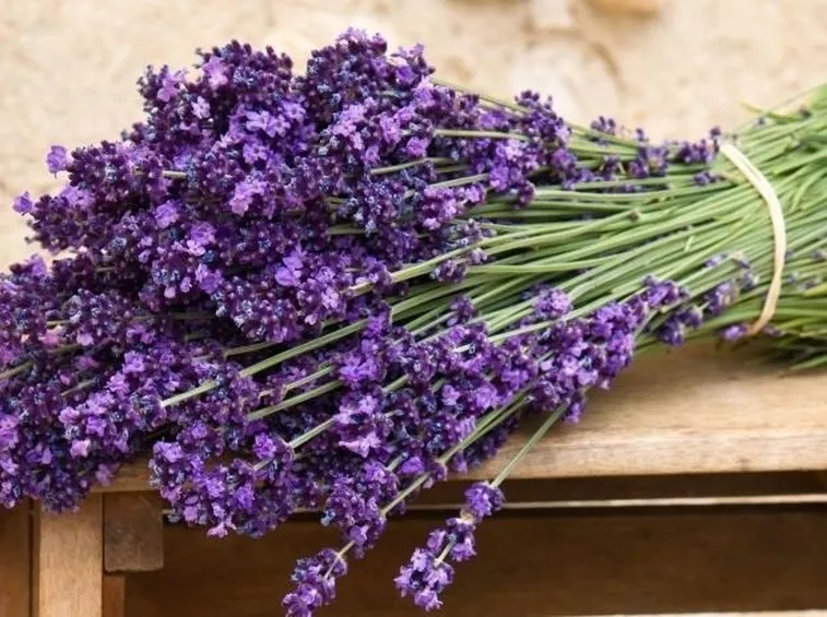 Campo di lavanda