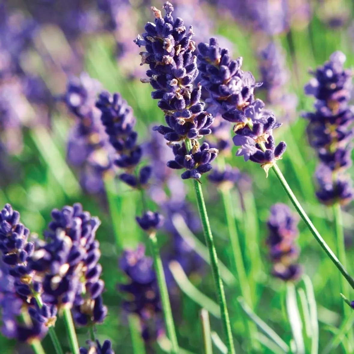 Fiori di lavanda
