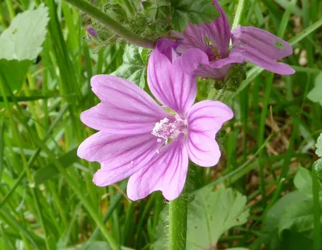 infuso di malva