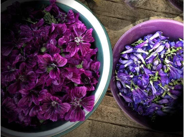 malva per infuso
