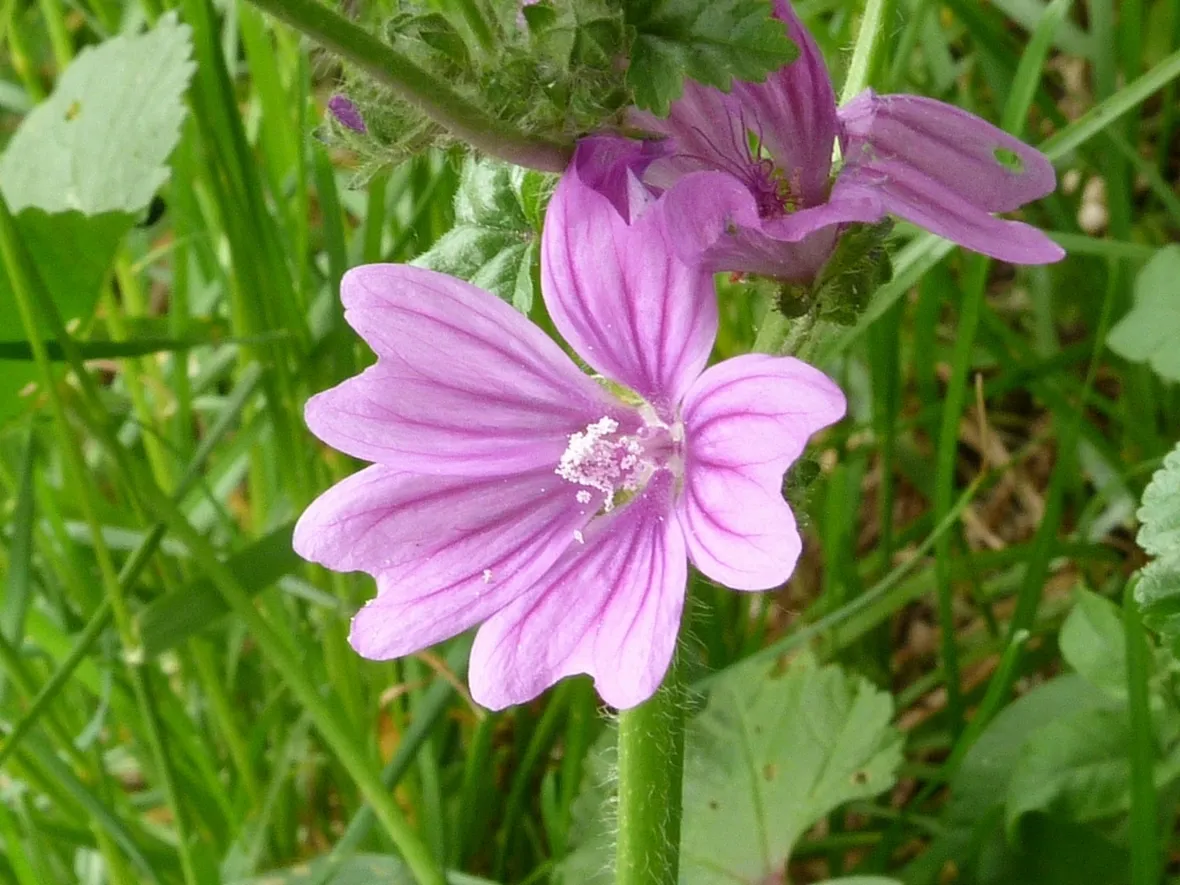 infuso di malva