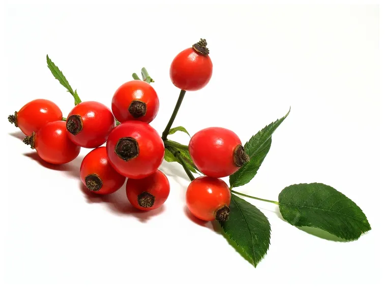 rosa canina