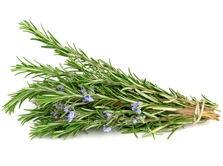 infuso di rosmarino 2 