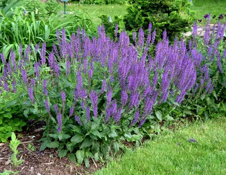 Piante di salvia