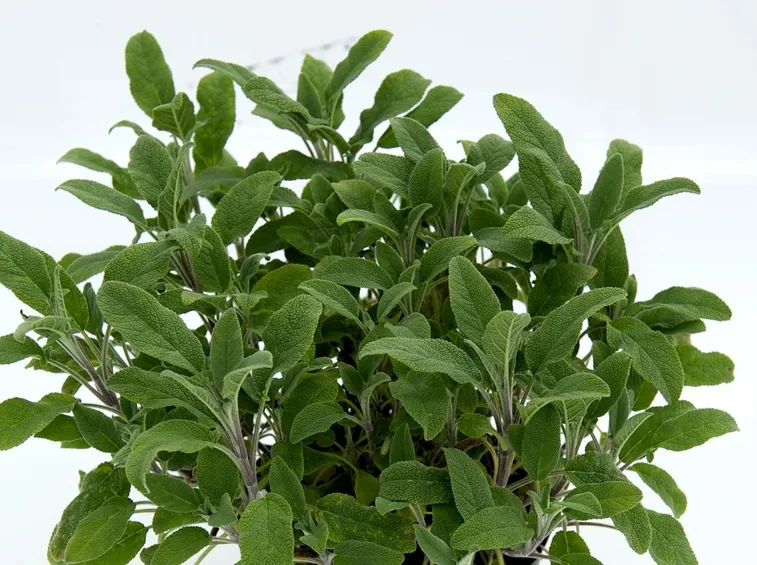Salvia