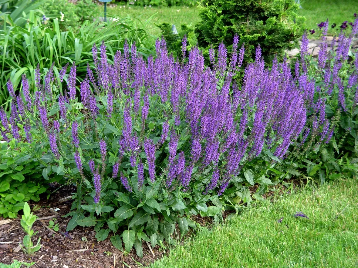 Piante di salvia