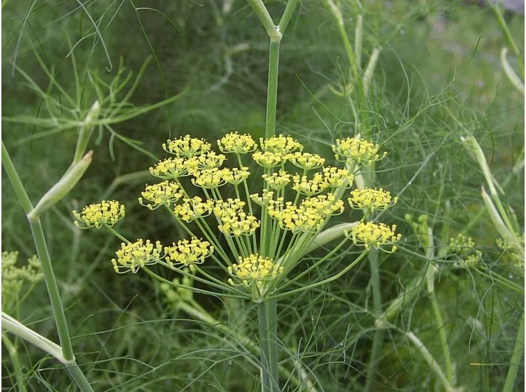 fiore di finocchio giallo