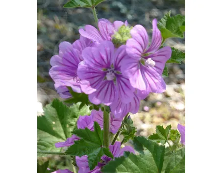 fiore di malva sylvestris