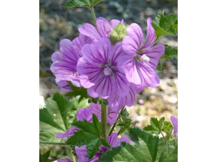 fiore di malva sylvestris