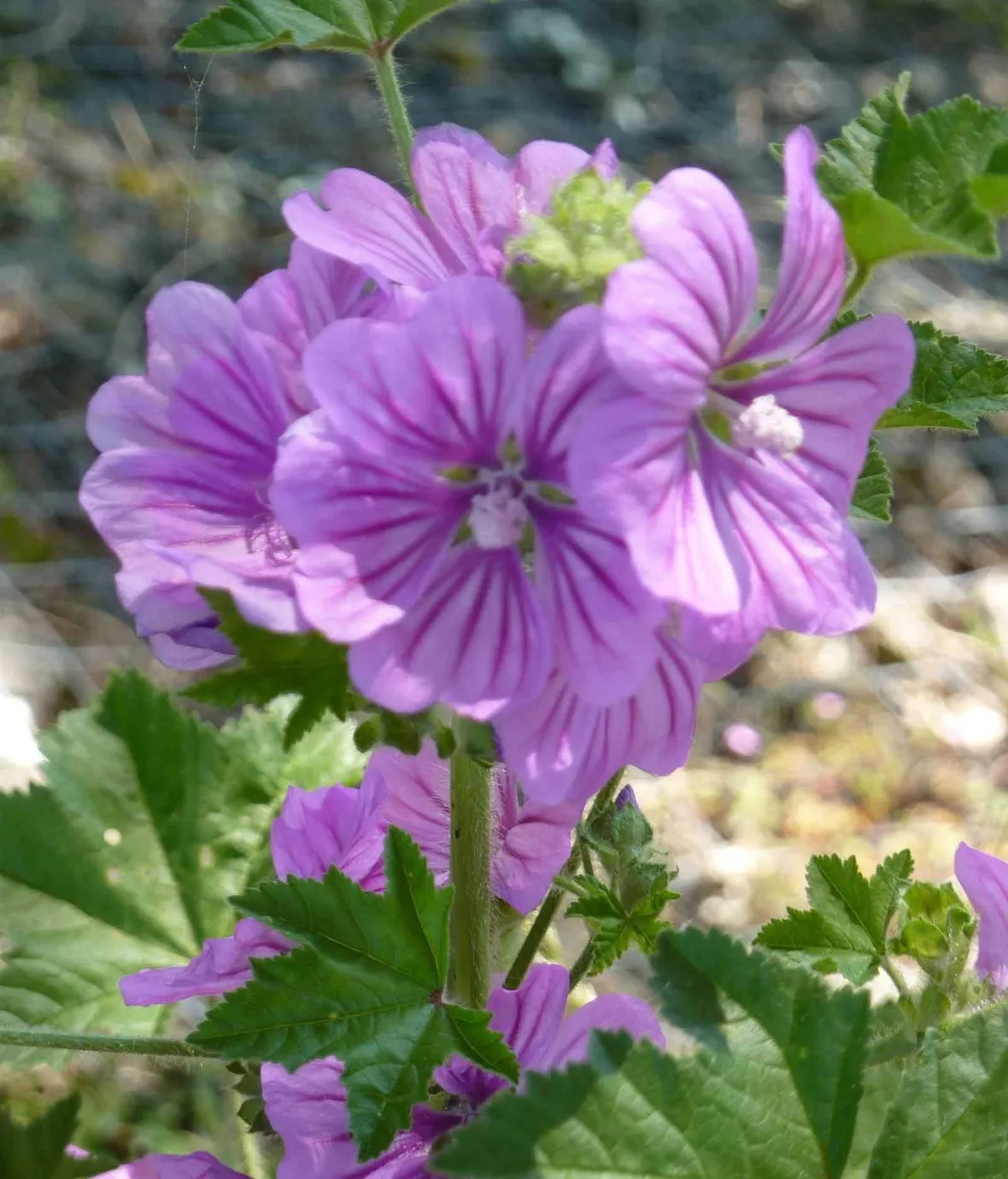 fiore di malva sylvestris
