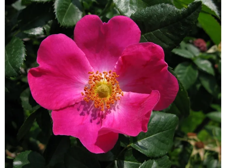 Siepe di rosa canina