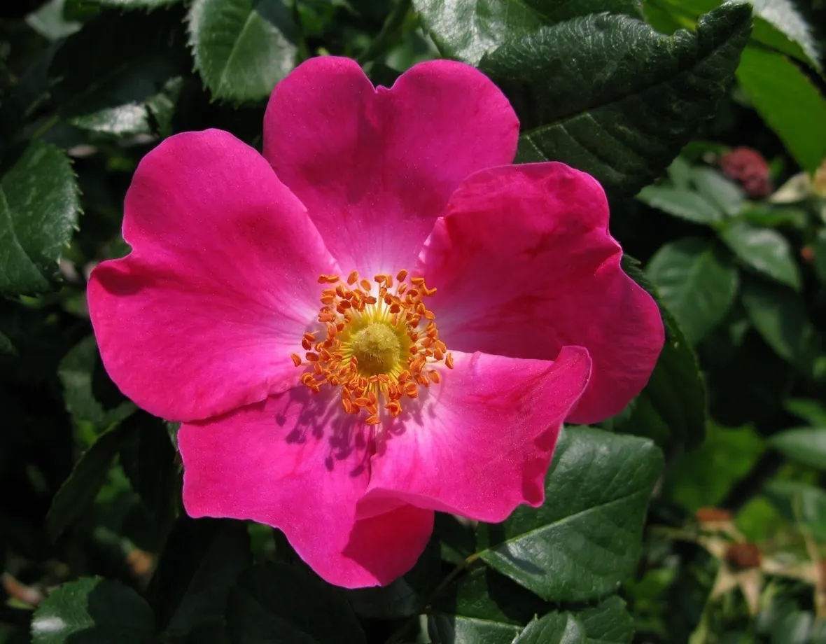Siepe di rosa canina