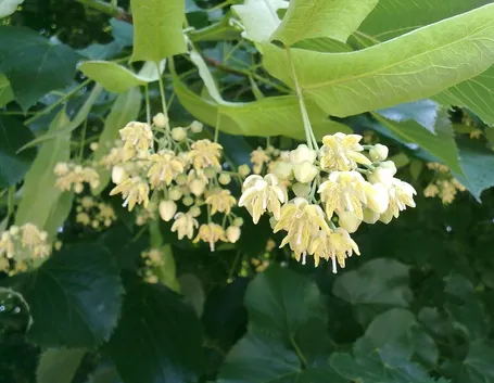 Fiori di tiglio