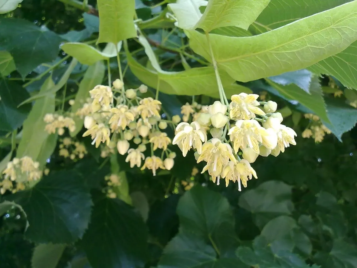 Fiori di tiglio