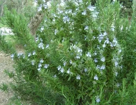 Il Rosmarinus officinalis