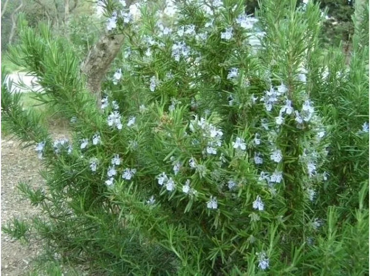 Il Rosmarinus officinalis