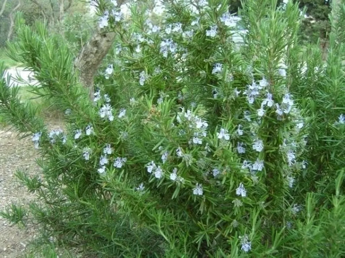 Il Rosmarinus officinalis