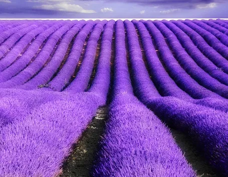 coltivazione lavanda