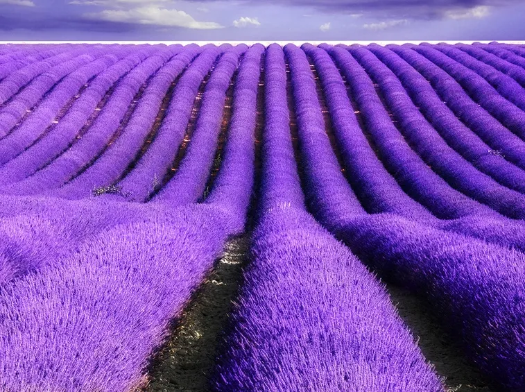 coltivazione lavanda