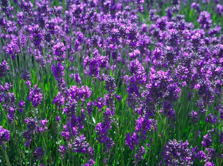 coltivazione lavanda