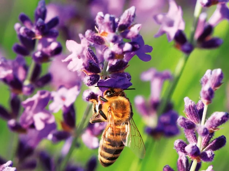 fiori di lavanda