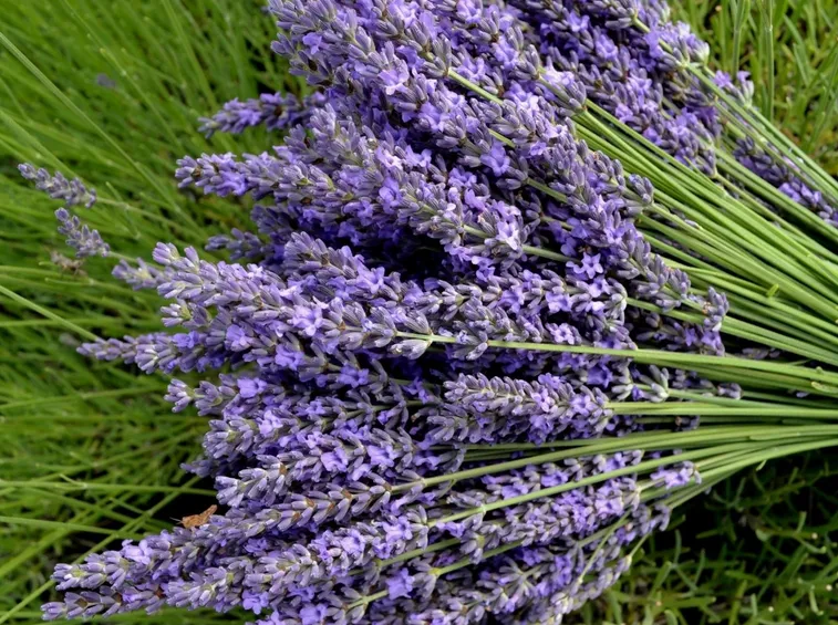 raccolta lavanda